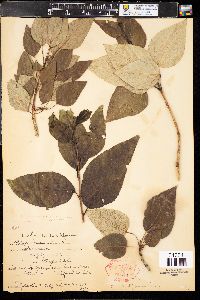 Populus balsamifera image