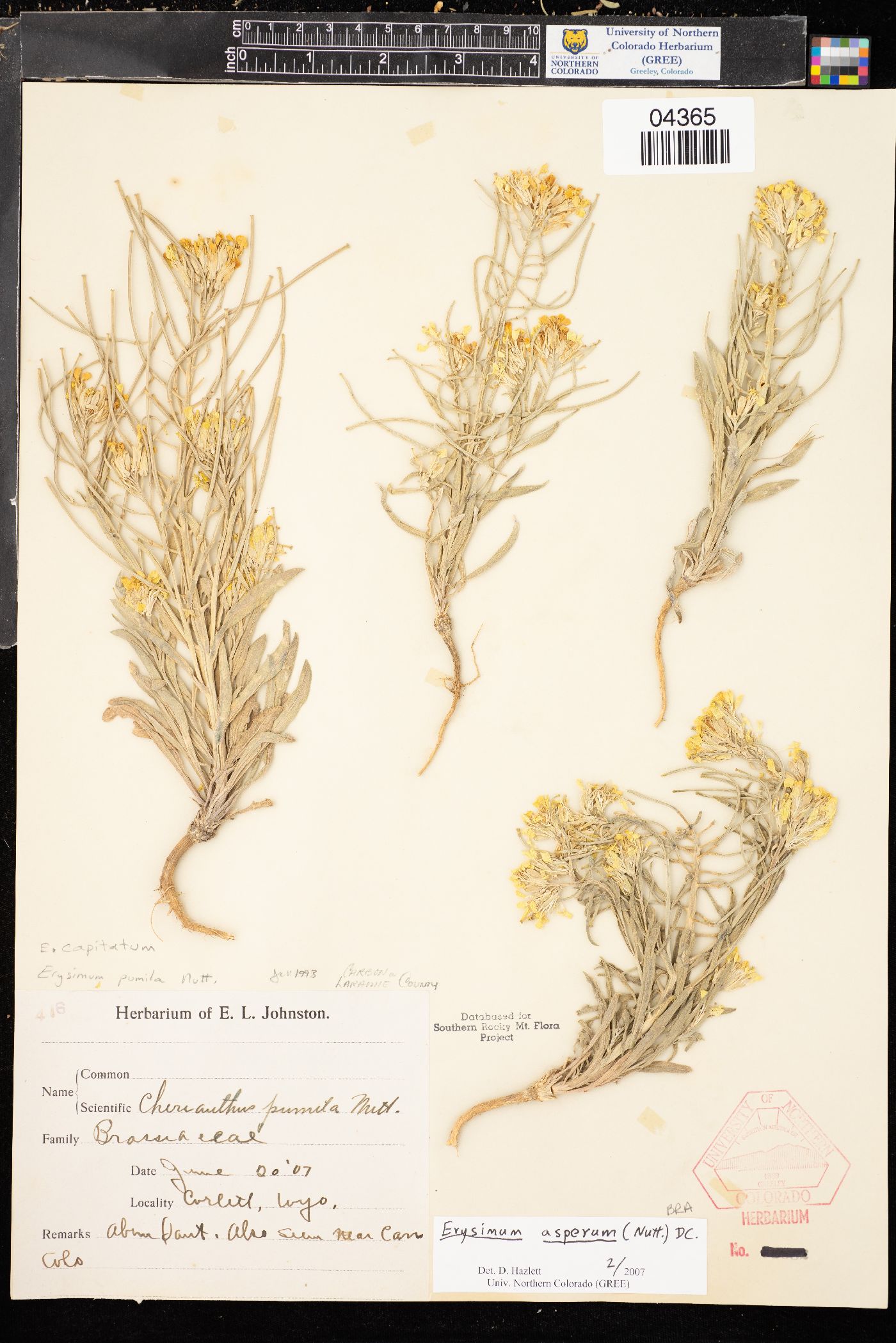 Erysimum asperum image