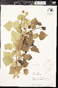 Populus deltoides subsp. monilifera image