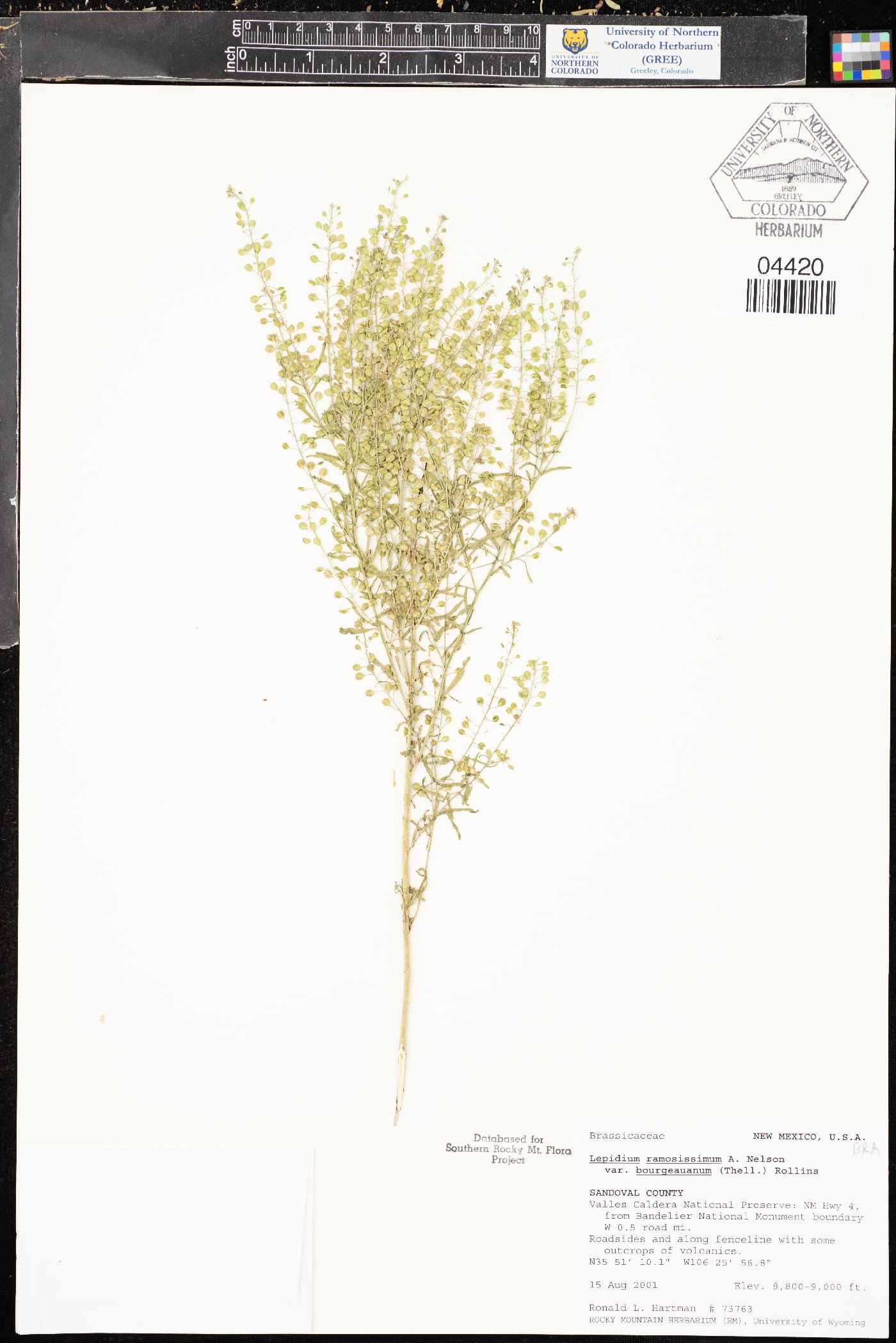 Lepidium ramosissimum var. bourgeauanum image