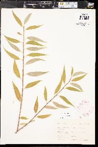 Salix amygdaloides image