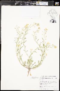 Physaria montana image