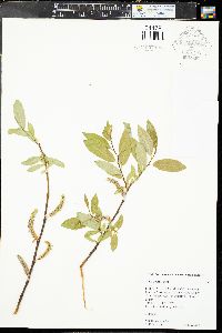 Salix boothii image