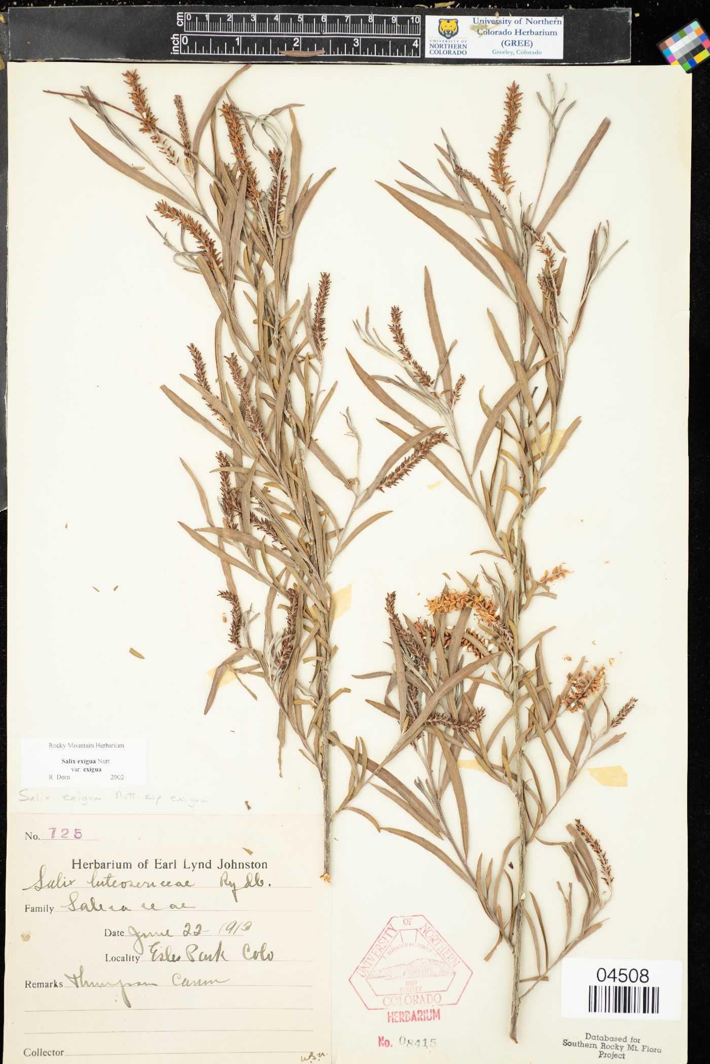 Salix exigua subsp. exigua image