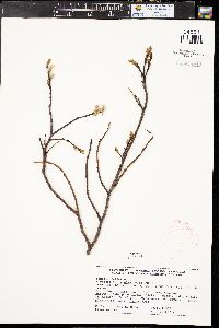 Salix planifolia image