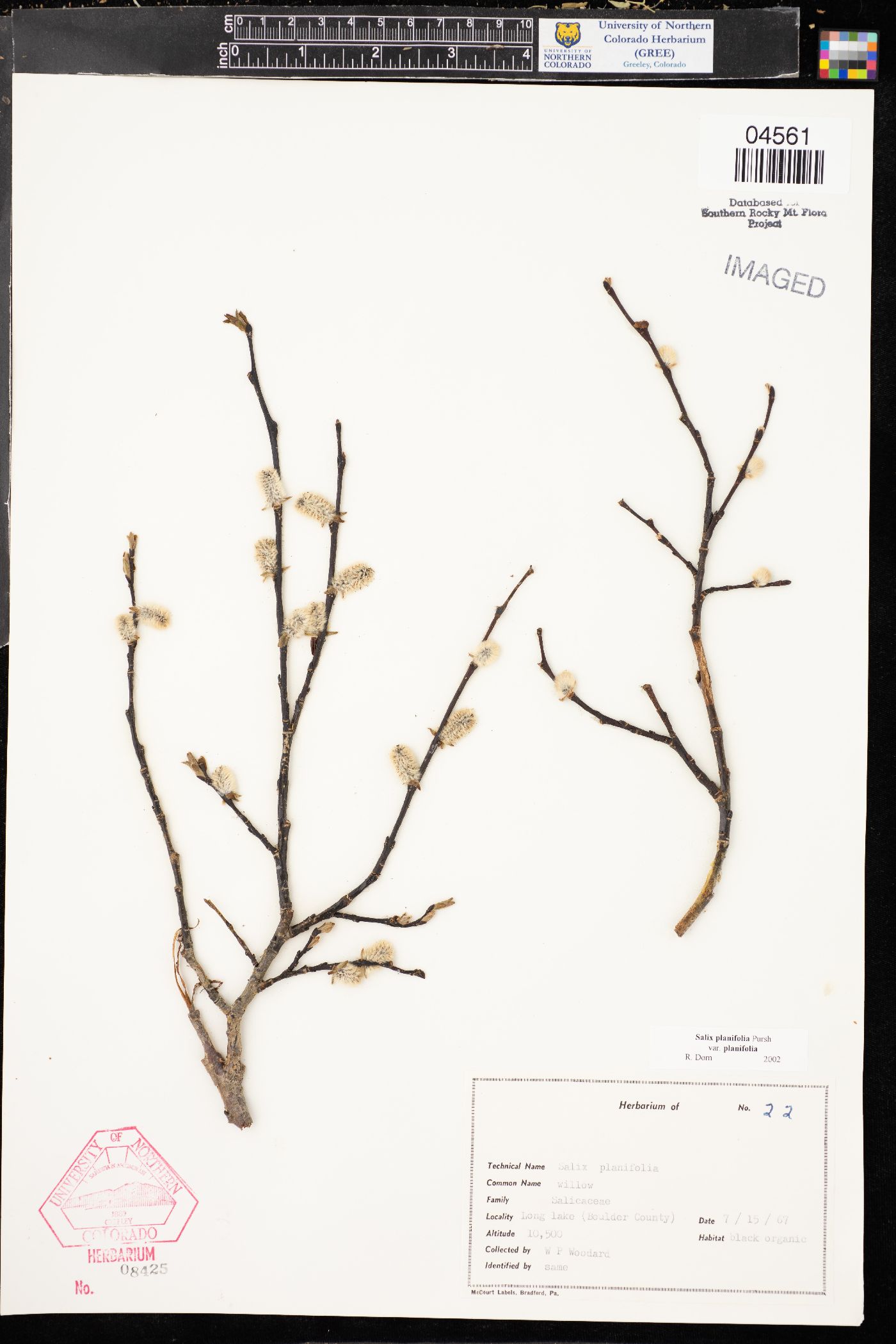 Salix planifolia subsp. planifolia image