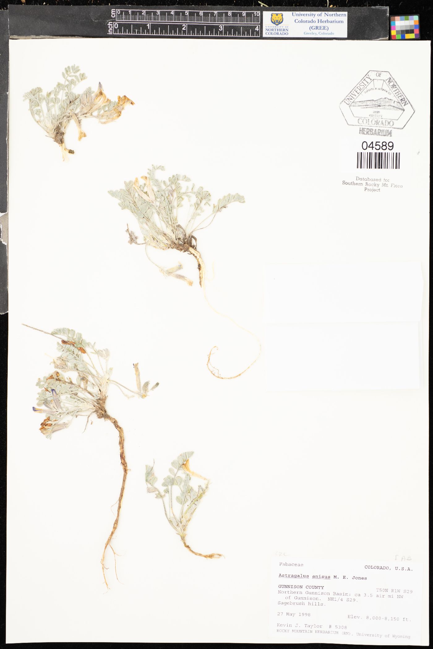 Astragalus anisus image