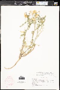 Astragalus lentiginosus var. diphysus image