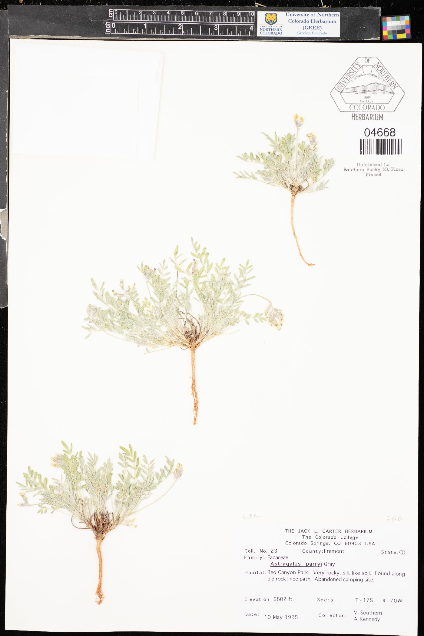 Astragalus parryi image