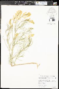 Astragalus pectinatus image