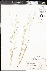 Astragalus wingatanus image