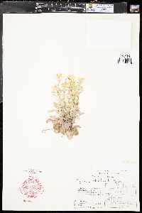 Physaria floribunda var. floribunda image
