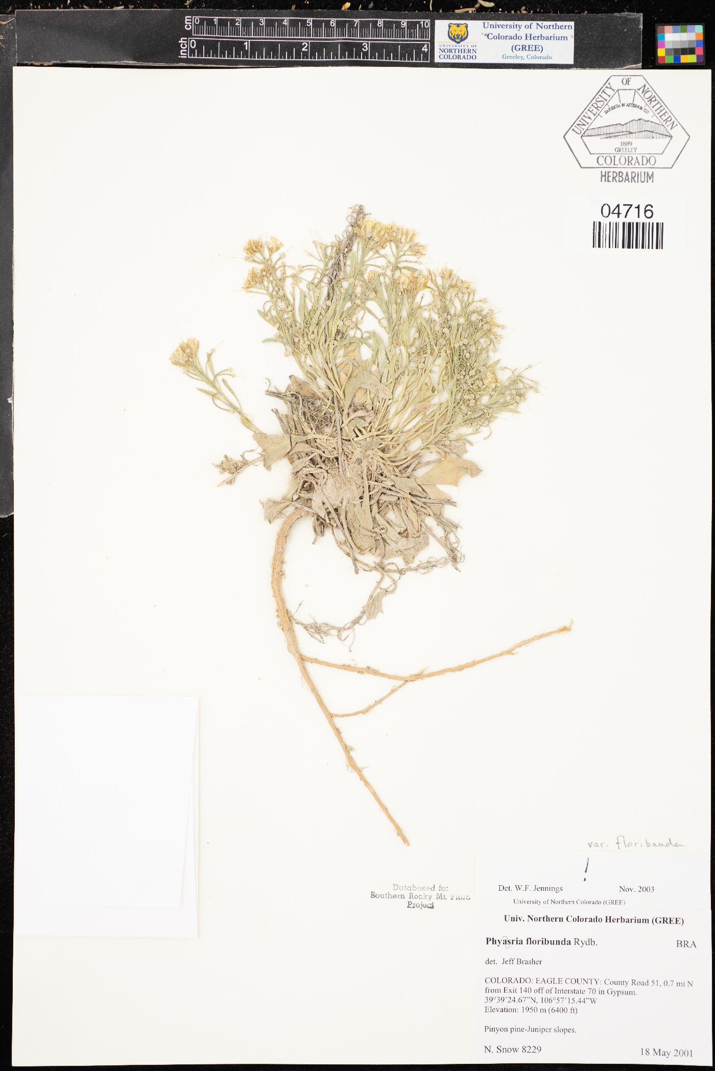 Physaria floribunda image