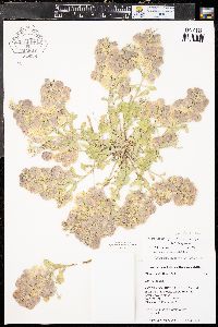 Physaria floribunda var. floribunda image