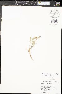 Oxytropis deflexa subsp. deflexa image