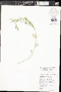 Vicia americana subsp. minor image