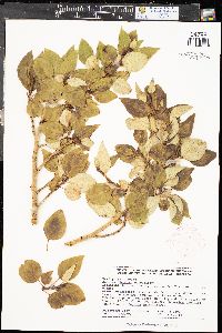 Populus balsamifera image