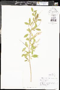 Salix amygdaloides image