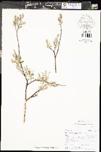 Salix drummondiana image