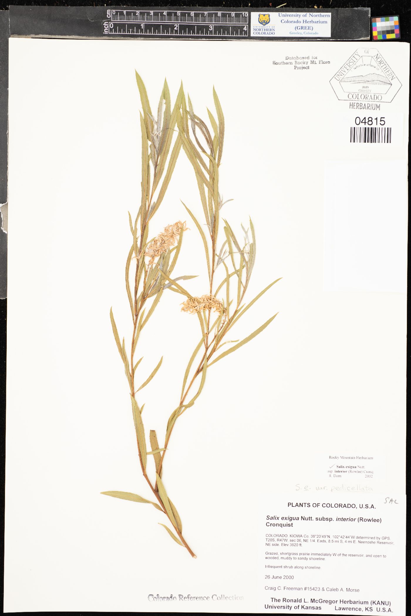 Salix exigua var. pedicellata image