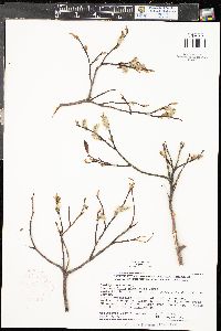 Salix planifolia subsp. planifolia image