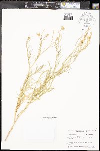 Sisymbrium altissimum image