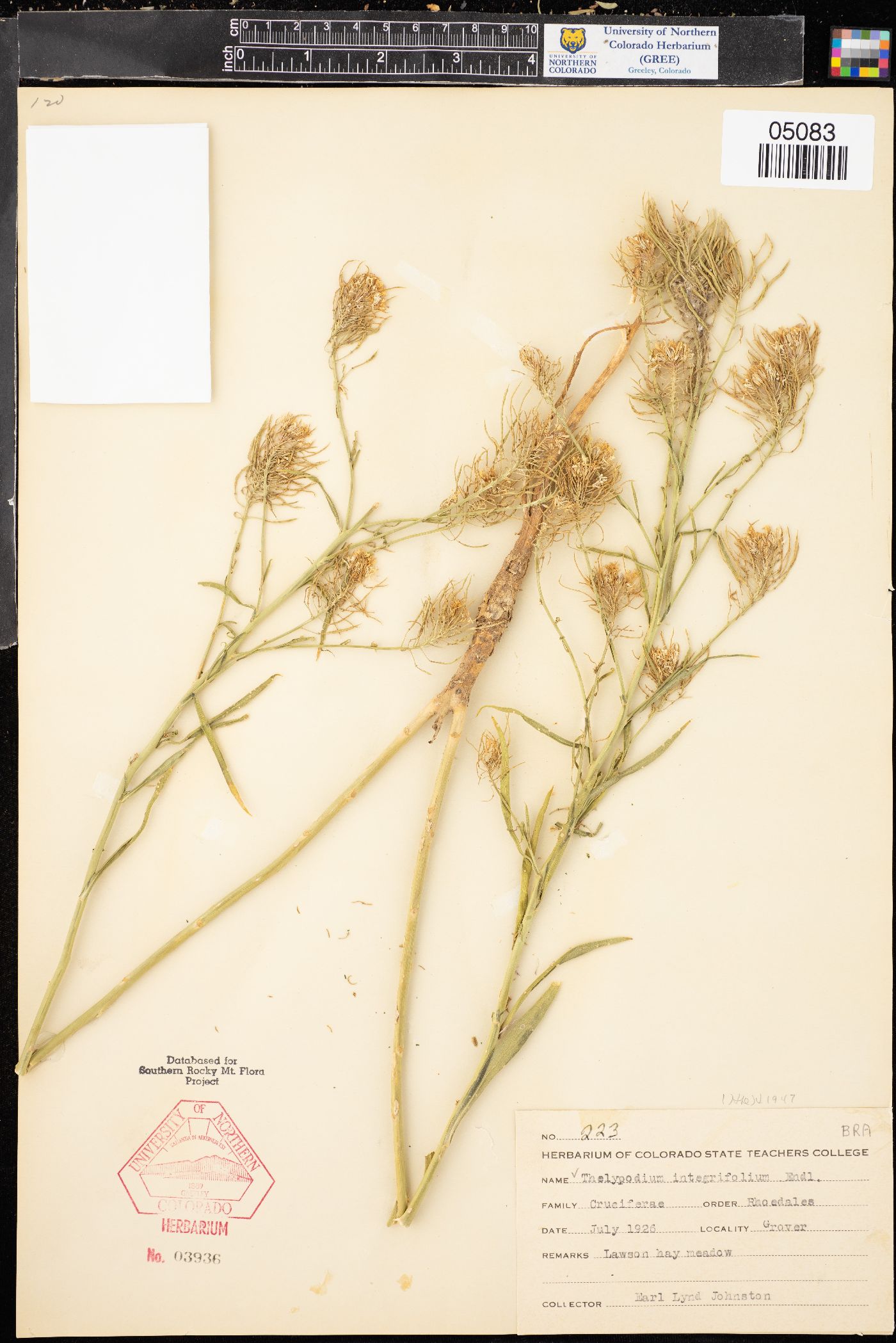 Thelypodium integrifolium subsp. integrifolium image