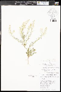 Lepidium montanum image