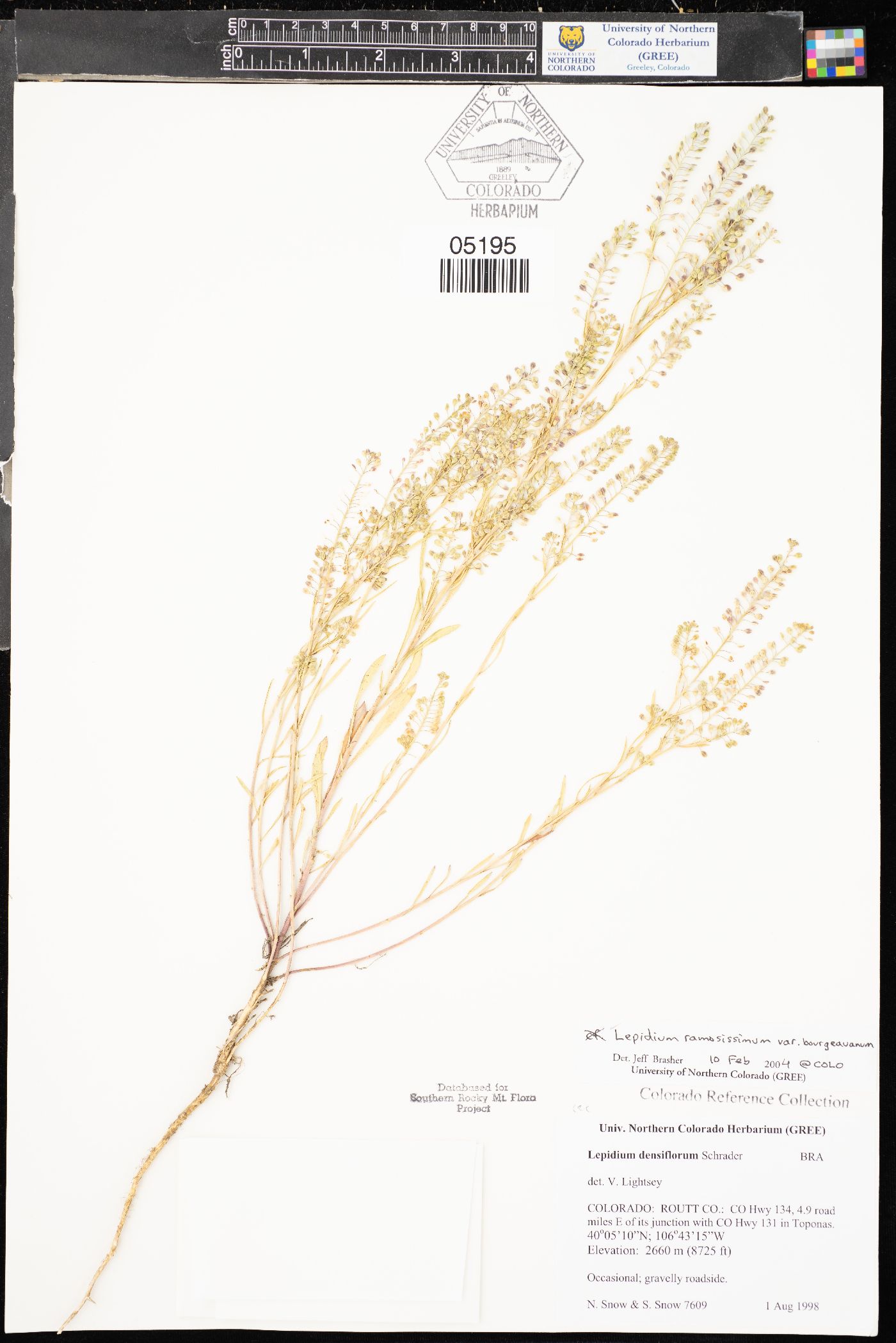Lepidium ramosissimum image