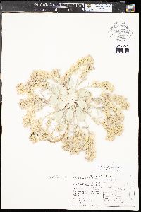 Physaria bellii image