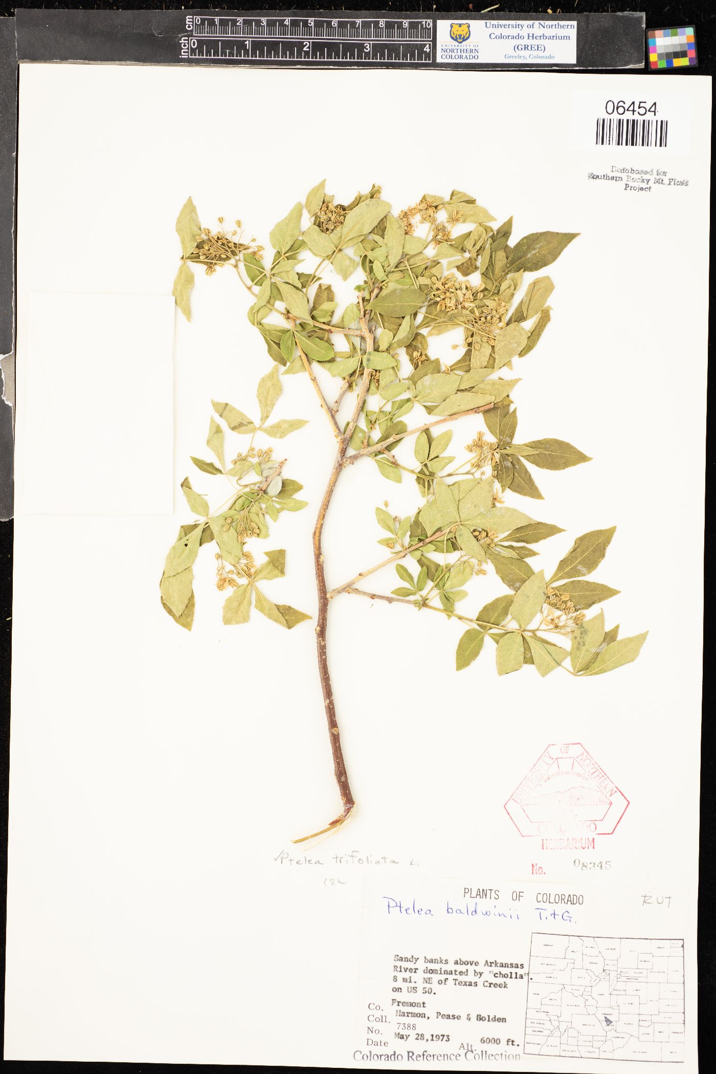 Senecio spartioides var. spartioides image