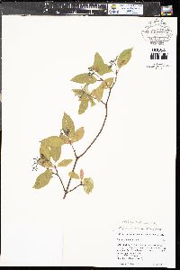 Cornus sericea subsp. sericea image