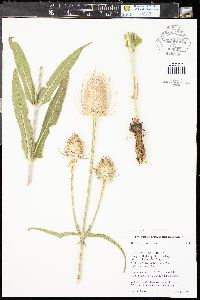 Dipsacus fullonum image