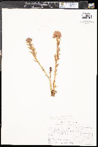 Rhodiola rhodantha image