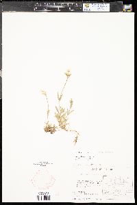 Cerastium arvense image