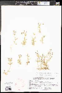 Cerastium arvense image