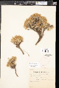 Paronychia sessiliflora image