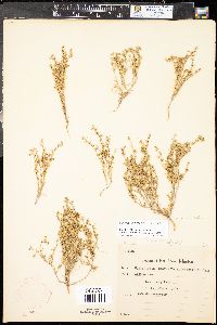 Spergularia salina image