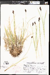 Carex albonigra image