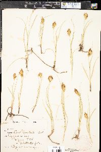 Carex douglasii image