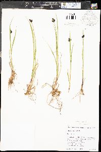 Carex vernacula image