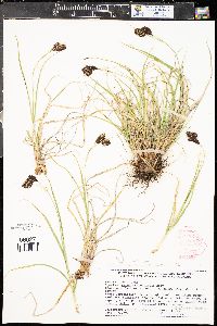 Carex chalciolepis image