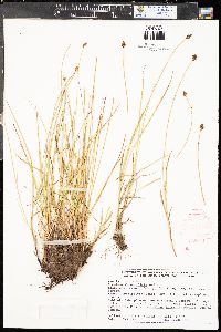 Carex illota image