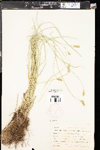 Carex occidentalis image