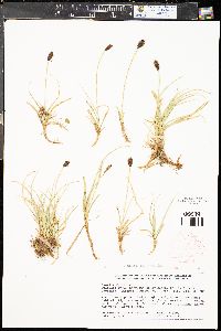 Carex parryana image