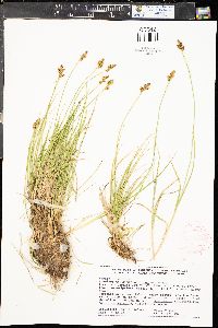 Carex praeceptorum image