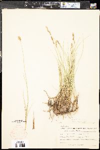 Carex siccata image