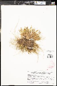 Carex bicknellii image