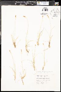 Carex duriuscula image