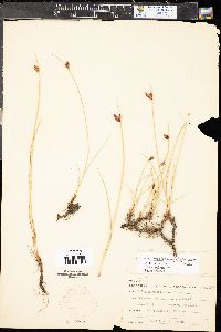 Schoenoplectus americanus image